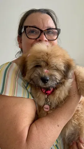Chowchow com shihtzu