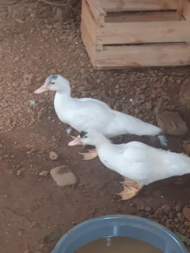Patos pequeno 