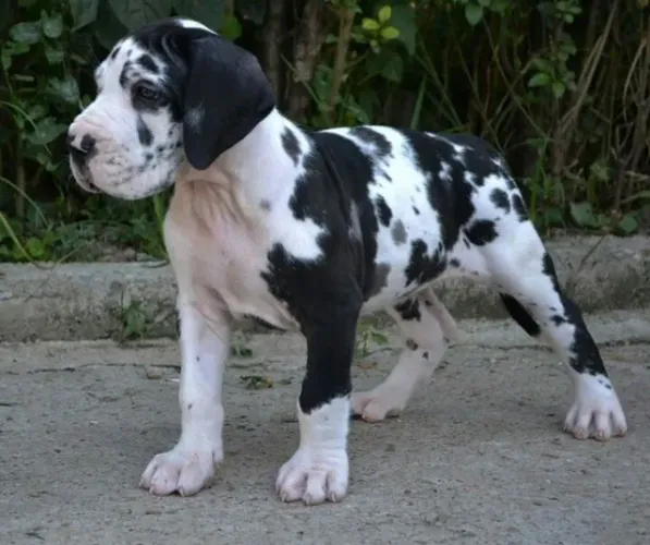Filhotes Dogue Alemão 