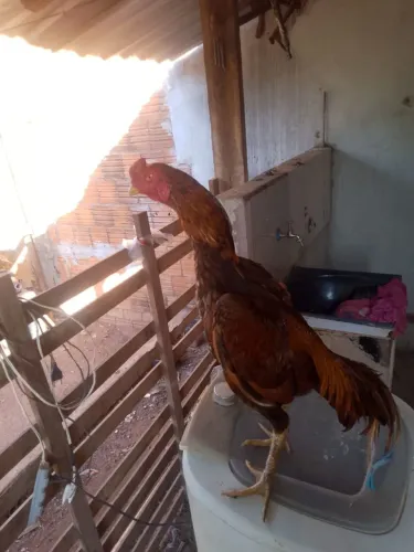 Vendo galo índio bola