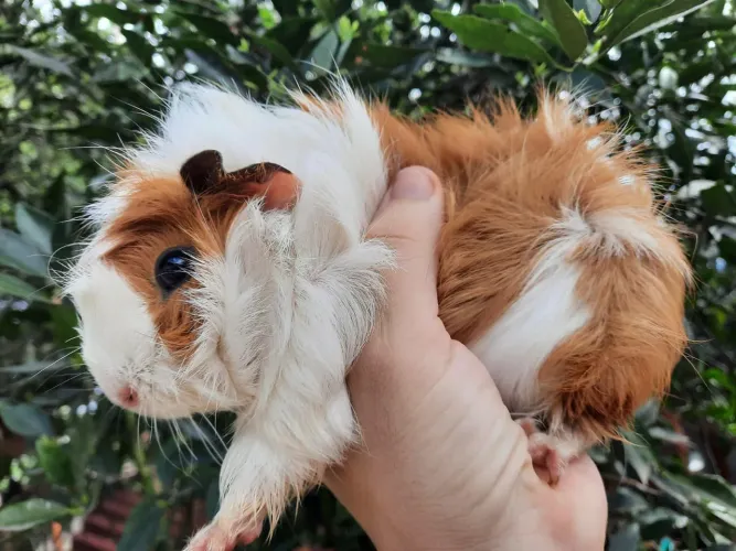 Porquinhos da Índia