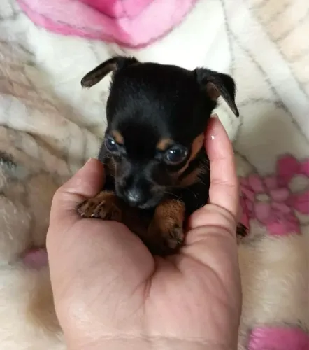 Filhotes pinscher 00 disponível