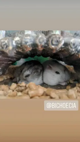 Hamster Anão russo 