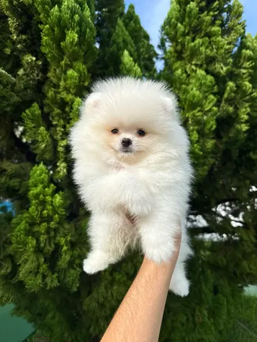 Spitz alemão anão macho pelagem branca com pedigree CBKC