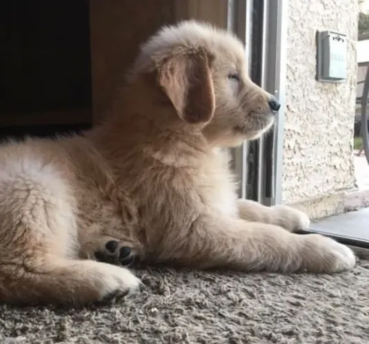 Filhote Golden Retriever, esses filhotes podem causar amor à primeira vista!