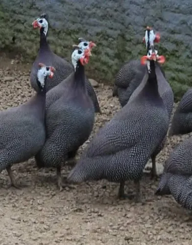 Francesa gigante da Angola