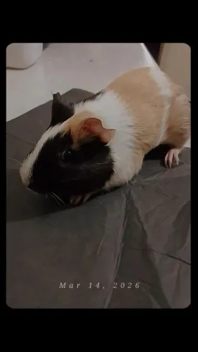 Porquinho da índia