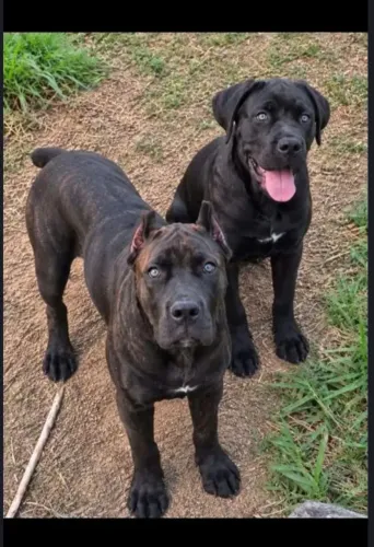 CASAL DE CANE CORSO 7 E 8 MESES 