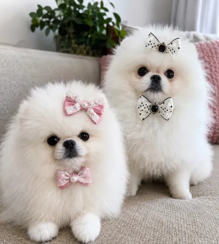 Lulu da Pomerania alto padrão