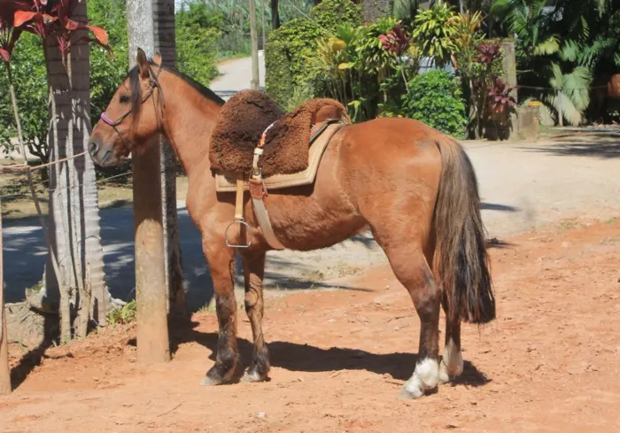 Vendo Cavalo Crioulo 