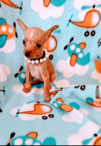Pinscher menor tamanho minis amorosos