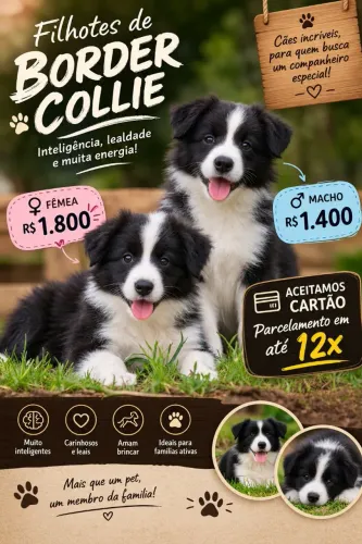 Border collie