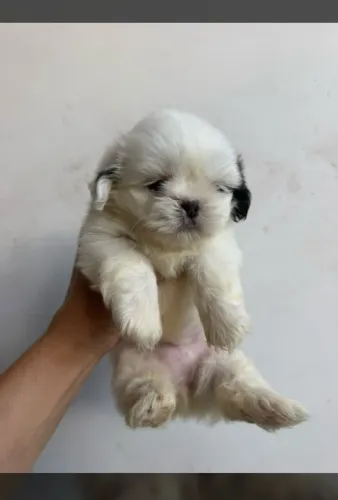 Filhote Shih Tzu 