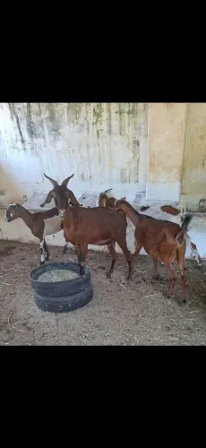 Vendo cabras!!!