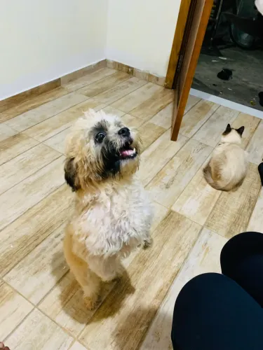 Vendo um shihtzu