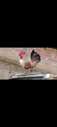 Vendo  Galizé muito bonito 30$ 