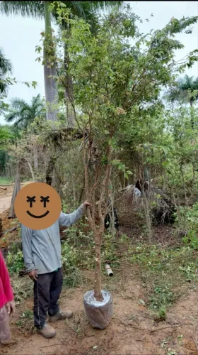 Jaboticaba produzindo