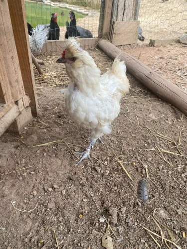 Venda de ovos de galinha polonesa por encomenda