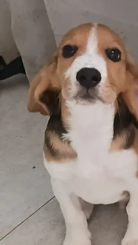 Bebe de beagle