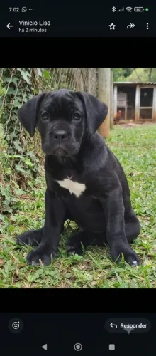 Fêmea de cane corso