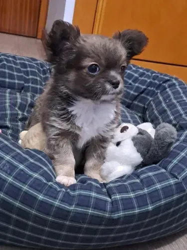 Chihuahua cores exóticas e padrão único da raça, adquira conosco *