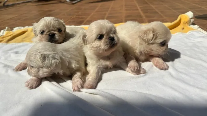 Pequines