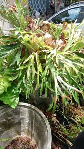 Planta chifre de veado 