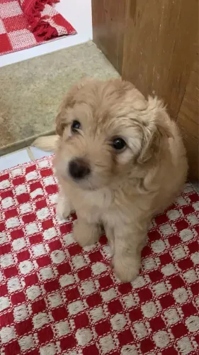 Pet