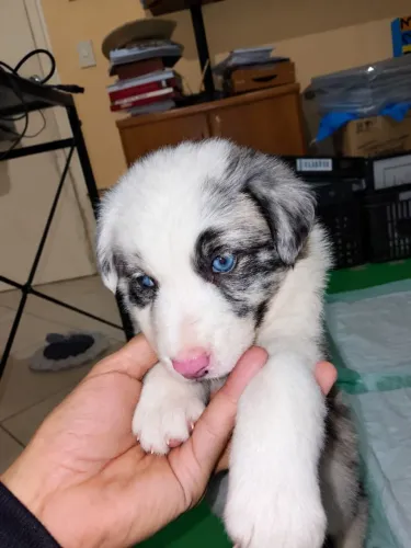 Border collie BLUE merly