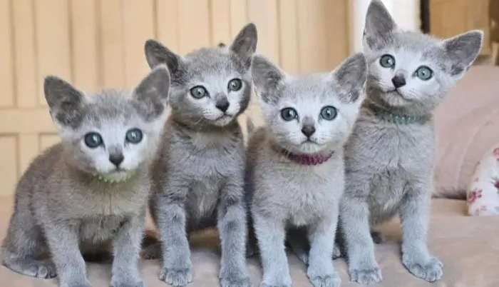 Os últimos Gatinho Russiam Blue 