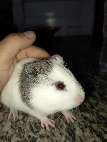 Animais