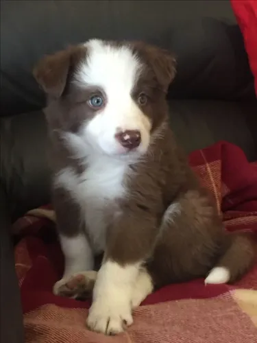 Border collie inteligente e agil