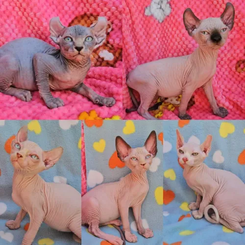 Sphynx e Elf Filhotes - Gatil BSB Cat