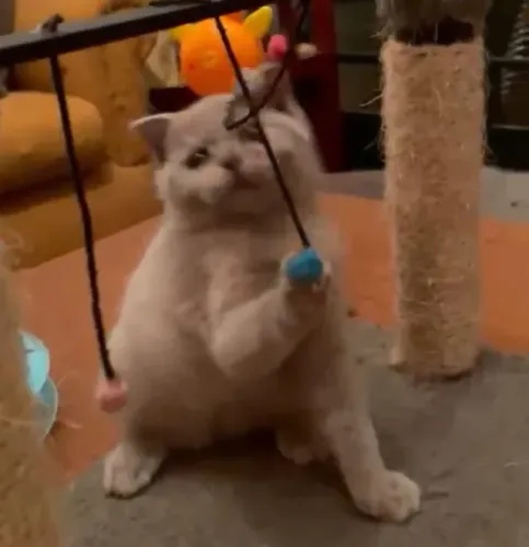 Gatos: Filhotes 3 meses eBritish Shorthair e Scottish Fold !! Disponíveis lindíssimos!!?