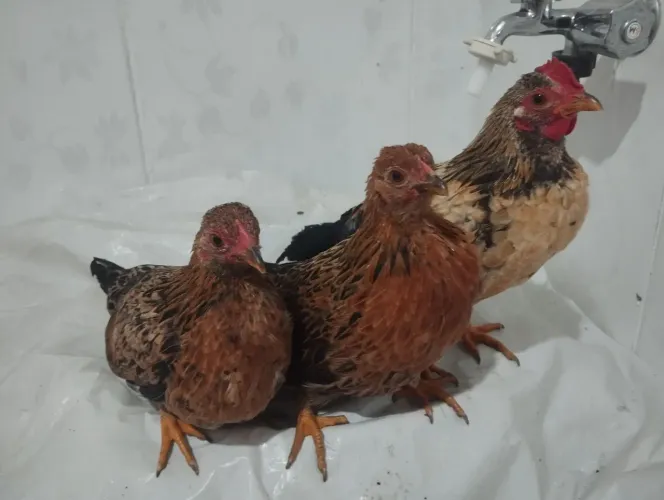 Trio galinhas com entrega