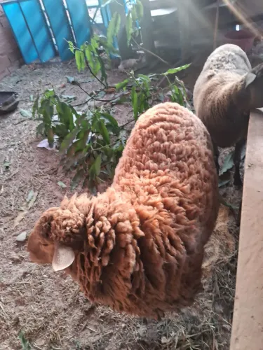vendo casal de carneiro
