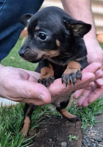 Pinscher miniatura machinhos
