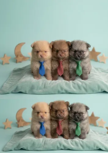 Spitz Alemão Anão (Lulu da Pomerânia)