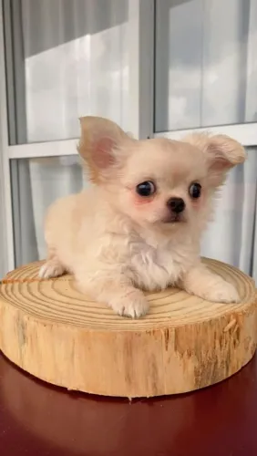 Chihuahua. Um encanto de filhote! Menino creme 