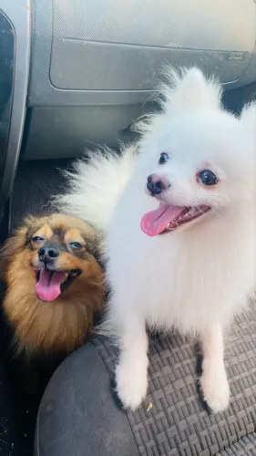 Spitz alemão
