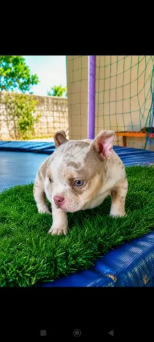 American Bully fêmea disponível para venda