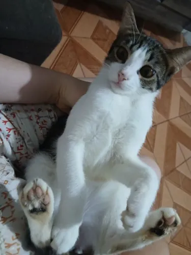 Doação de gatas
