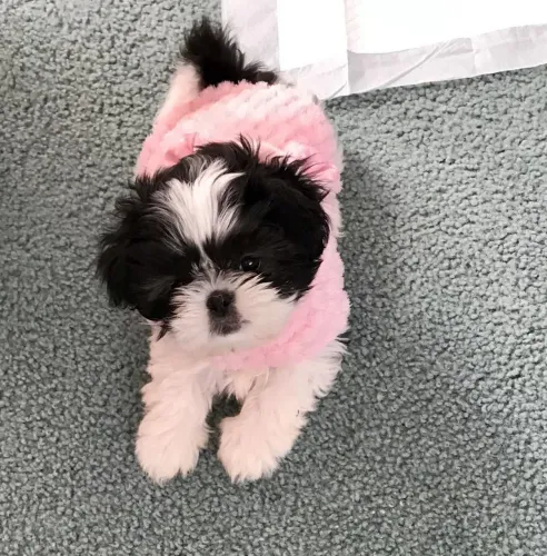 Filhotes De ShihTzu - O Presente Mais Especial Que Você Pode Si Dar A Si Mesmo
