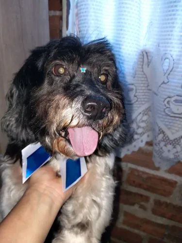 ? DOAÇÃO RESPONSÁVEL - MAGGIE, 9 ANOS