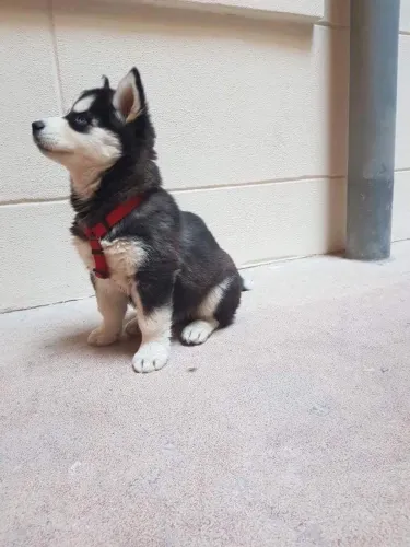 Husky Siberiano De Boas Vindas Ao Novo Integrante Da Família 
