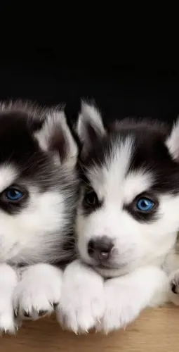 Husky Siberiano Sentimento Que Vive no Olhar