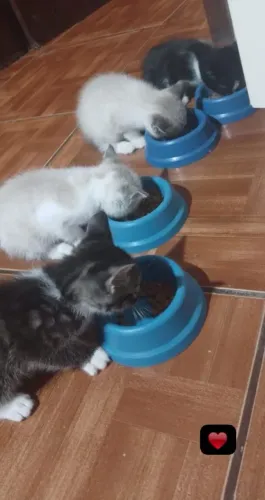 Gatinhos