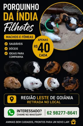 Porquinho da índia