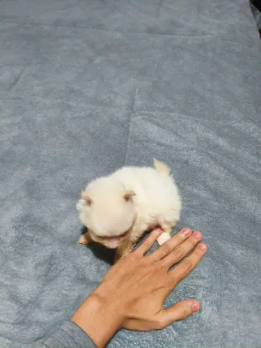 Lulu da Pomerânia micro