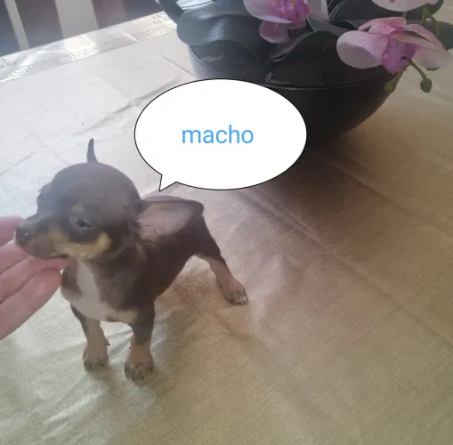 Filhotes de pinscher a venda